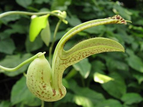 ARISTOLOCHIA DEBILIS seeds Chinese Pipe Vine seeds